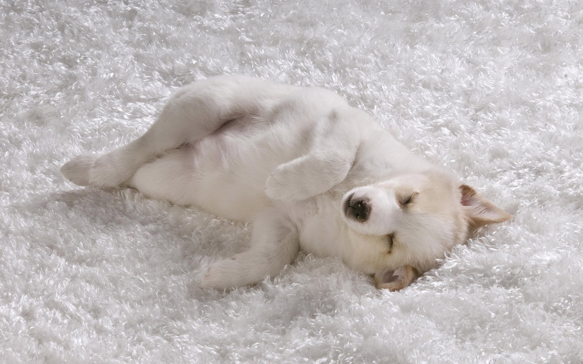 perrito blanco sueño alfombra