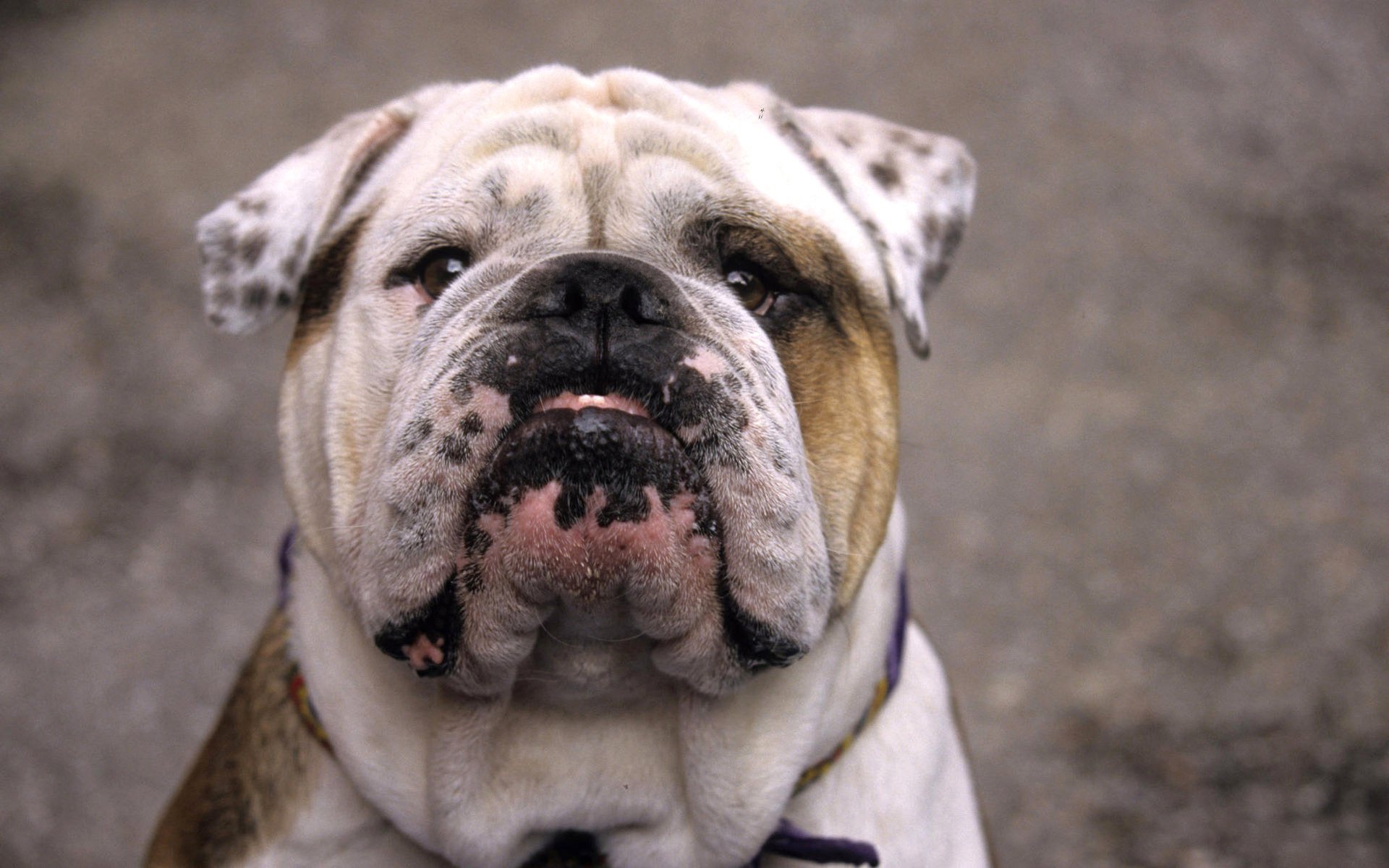 chien chien race anglais bouledogue couleur taches plis museau rasé yeux nez