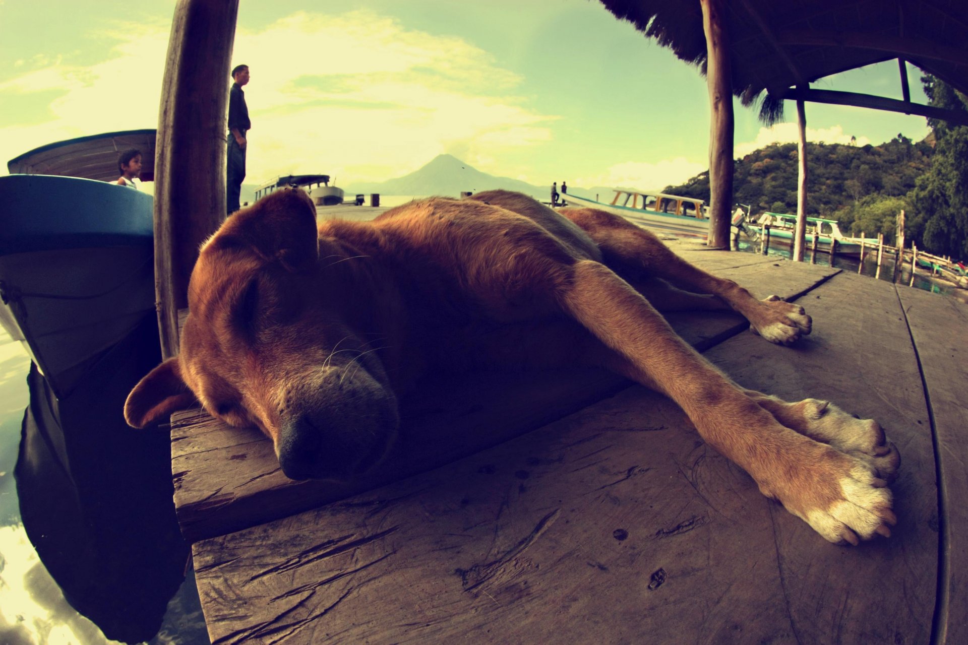 chien chien dormir se trouve paysage bateau personnes guatemala