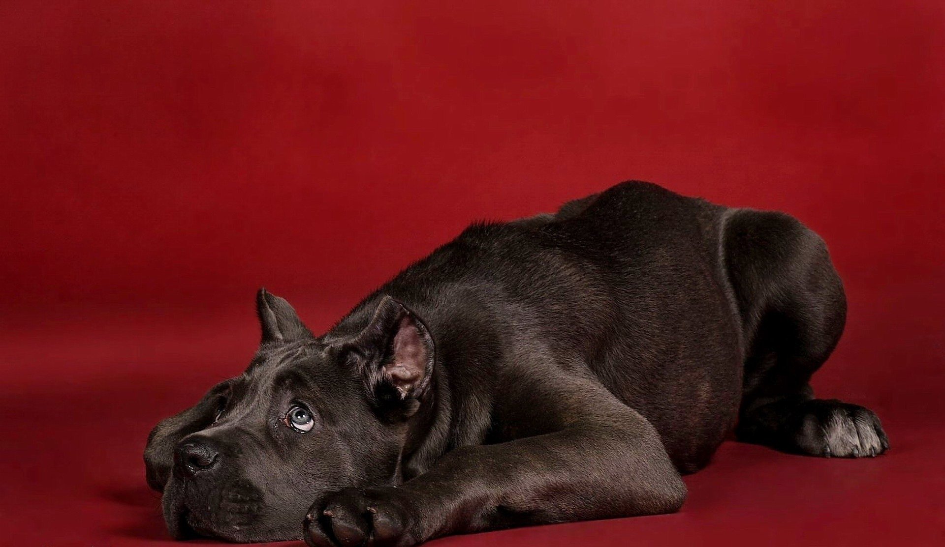 pies szczeniak cane corso czerwone tło