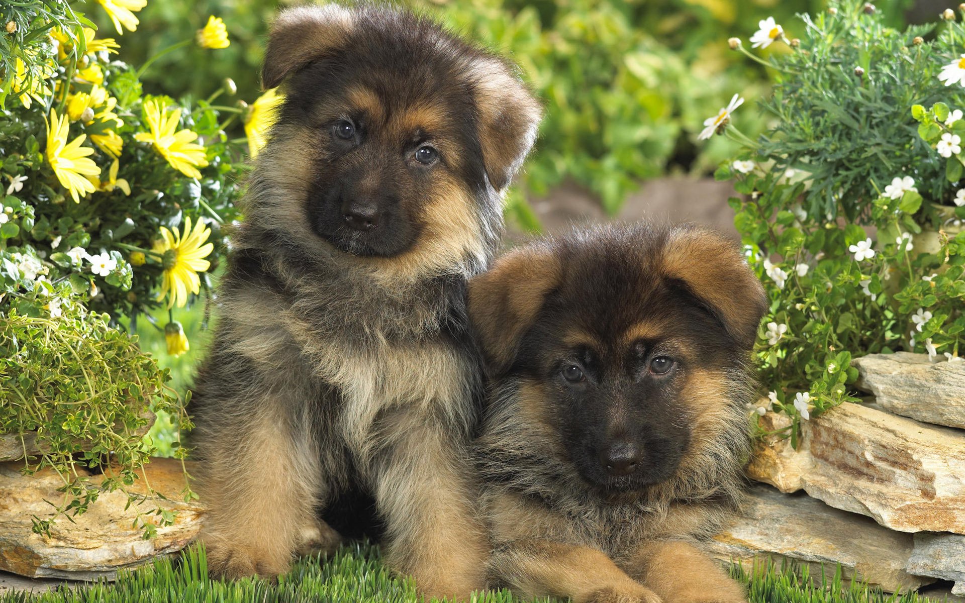 puppies kids german shepherd two dog