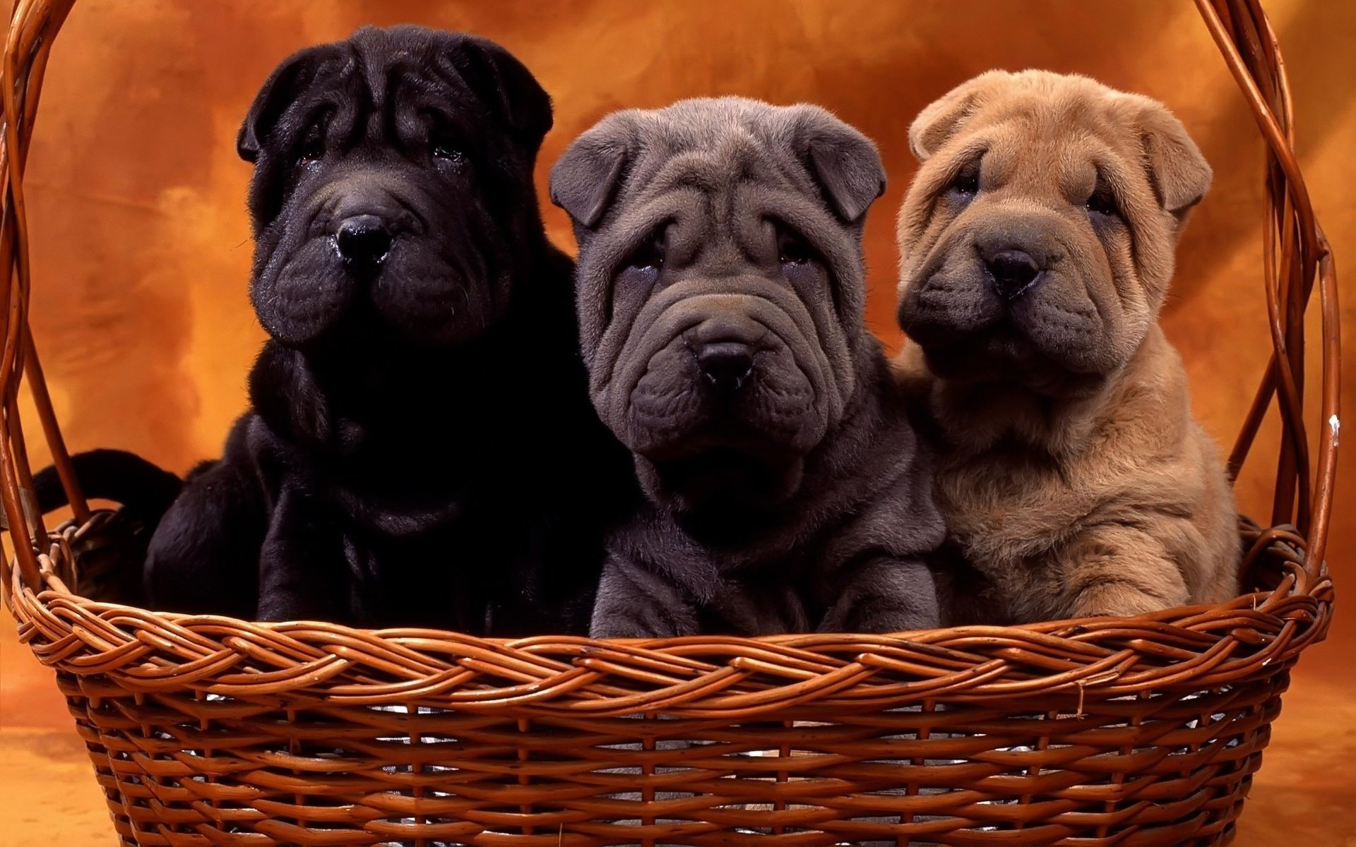 welpen hunde sharpei korb