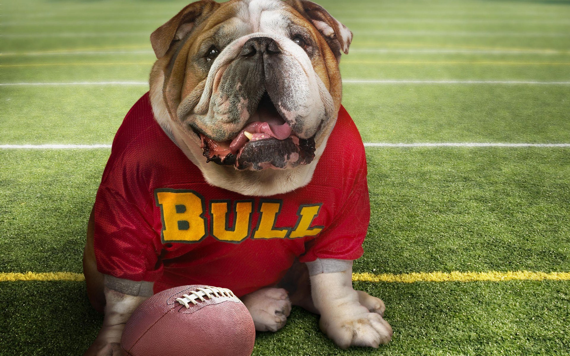 bouledogue ballon football