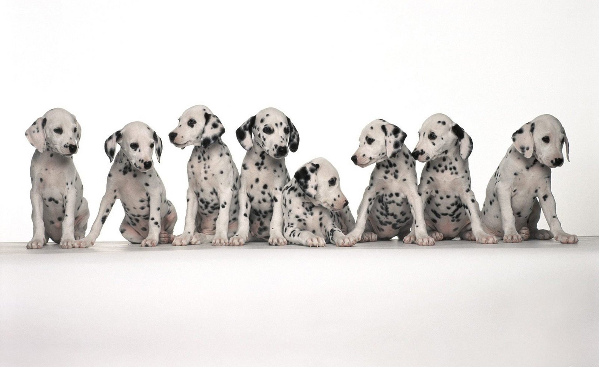 chiens taches dalmatiens assis