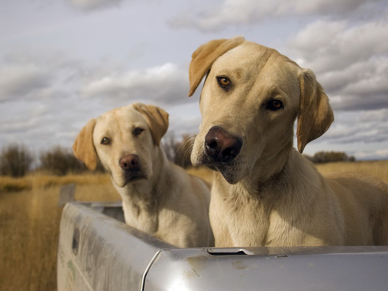 chiens chiens labradors jumeaux tronc ciel nuages