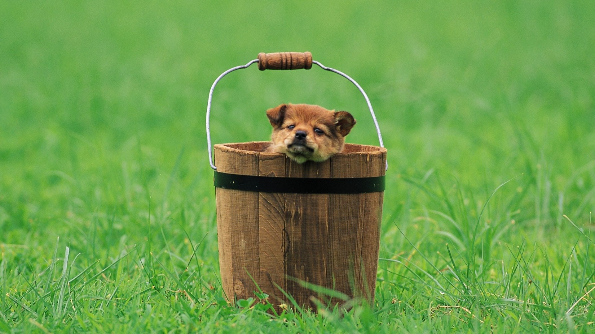 clearing bucket puppy view