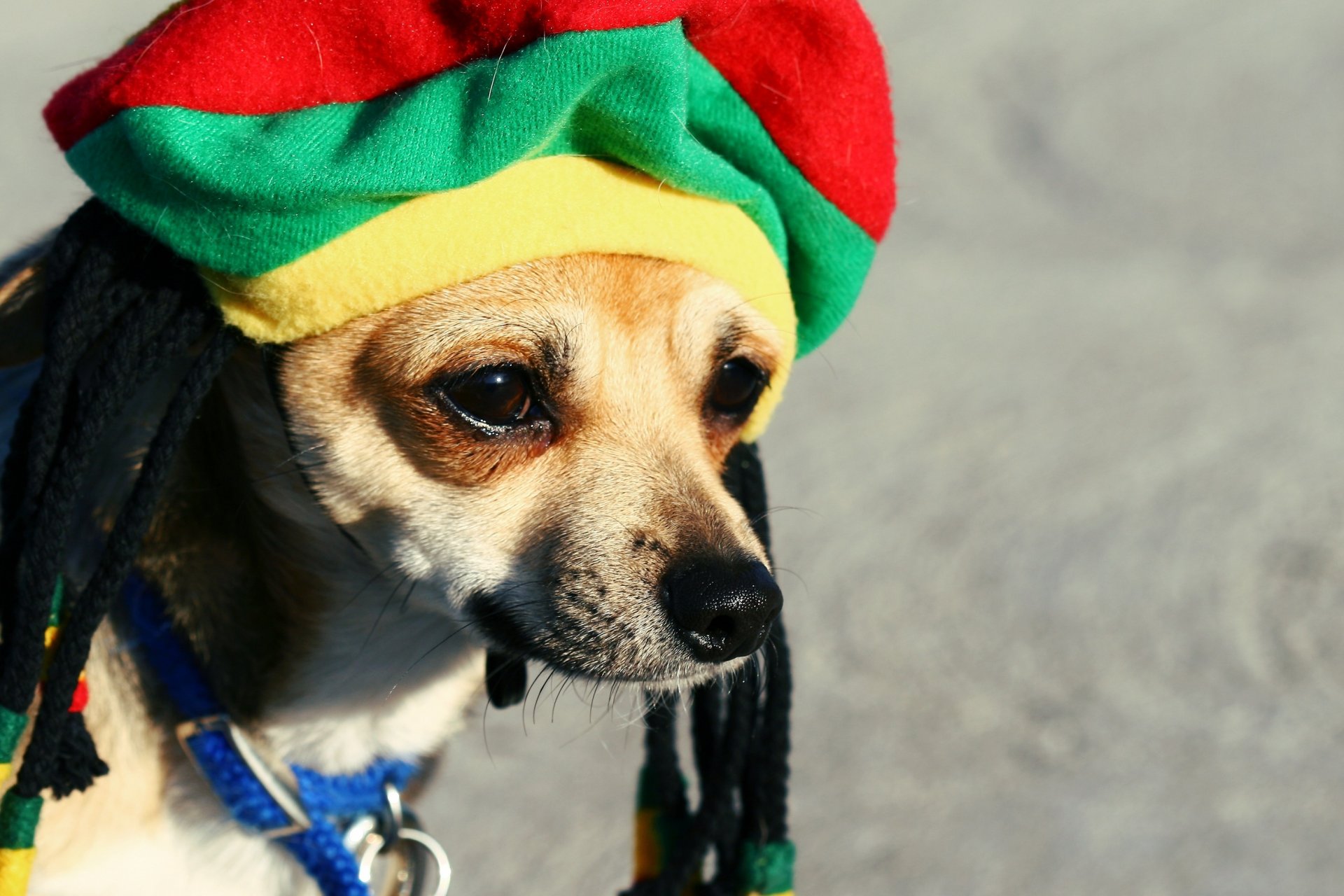 hut dreadlocks rasta hunde