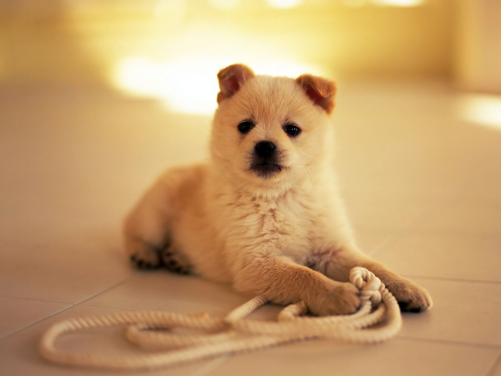 puppy rope smile game