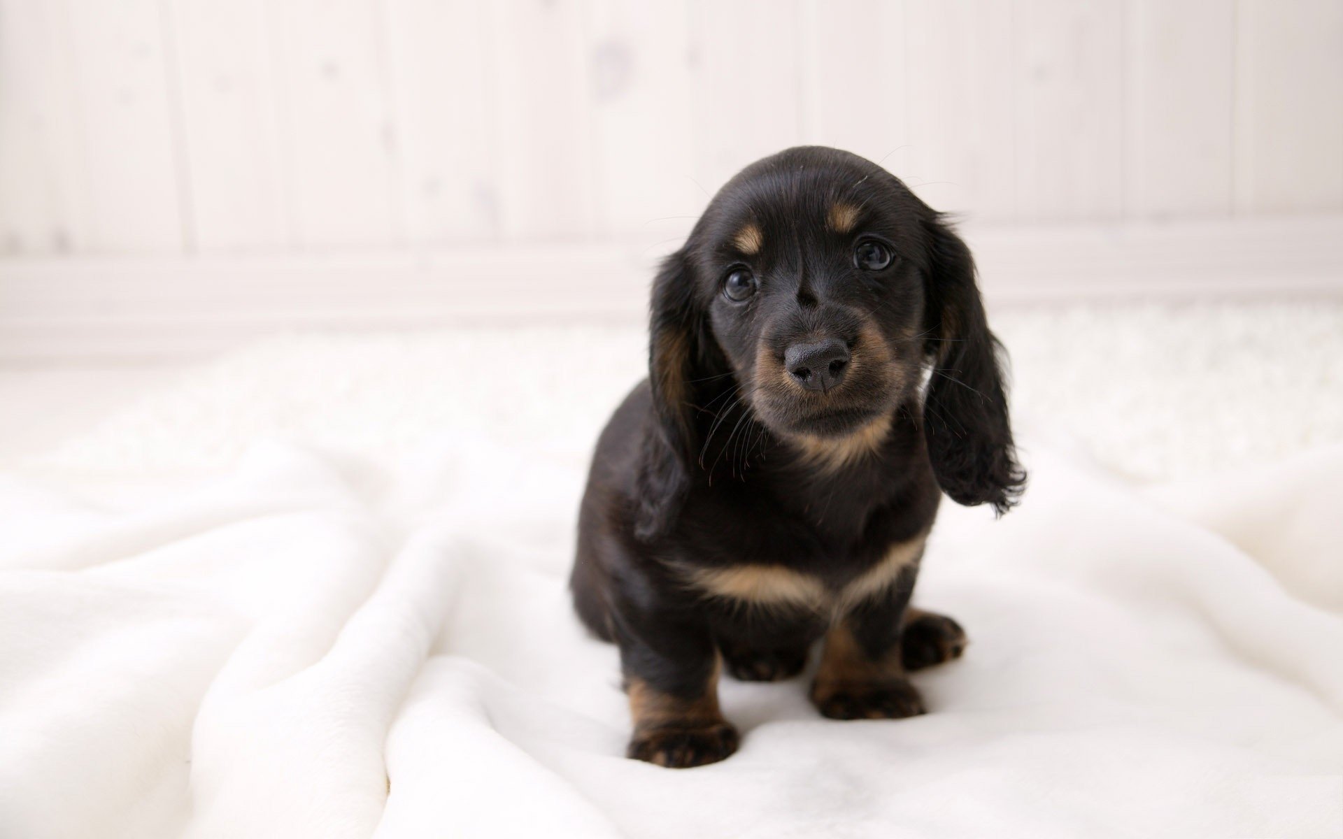 dachshund cachorro mirada lana