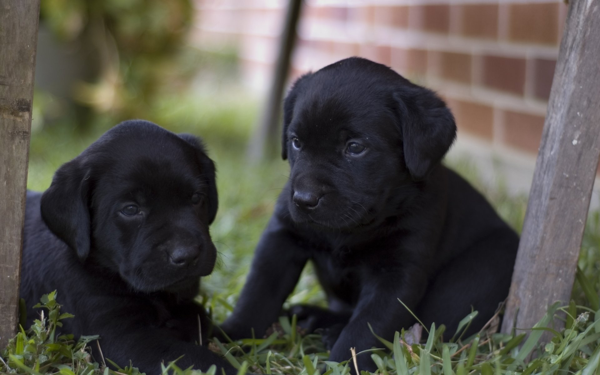 puppies little black kids yard