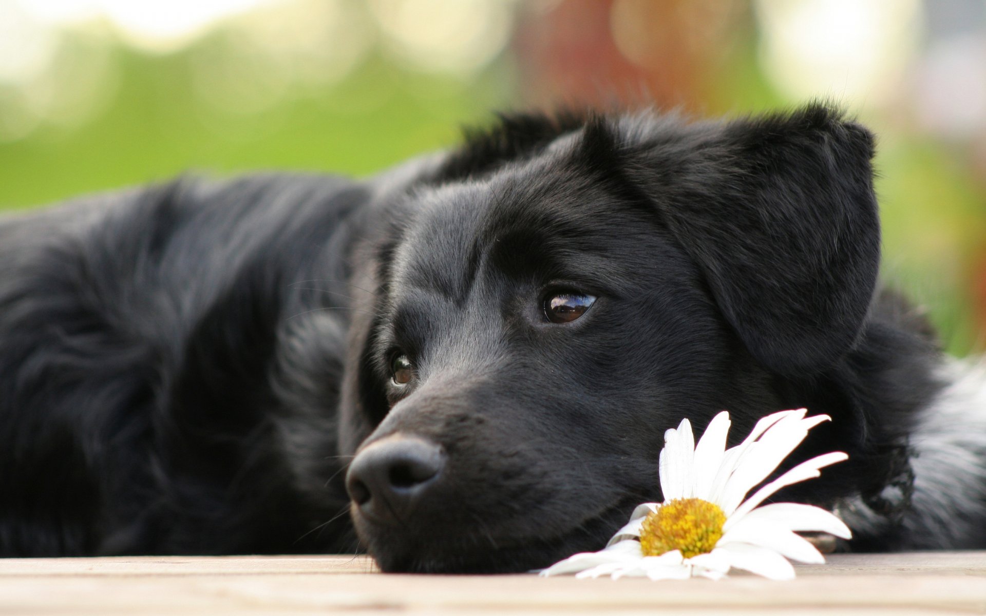 chien chiot chenrysh se trouve triste fleur camomille