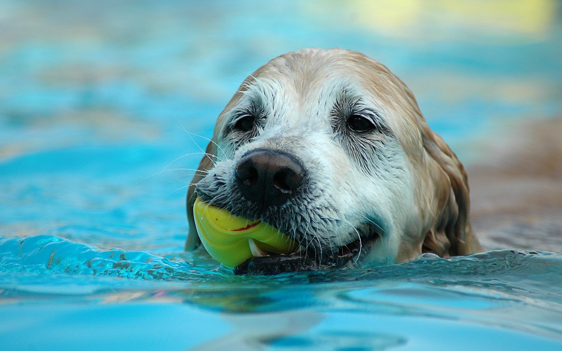 chien eau feuille nage