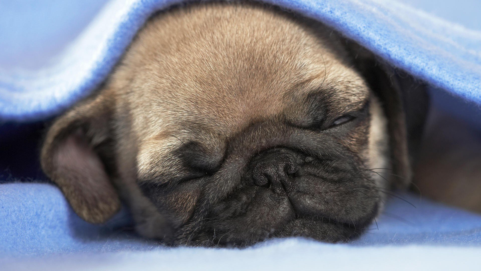 soboka cucciolo coperta sonno