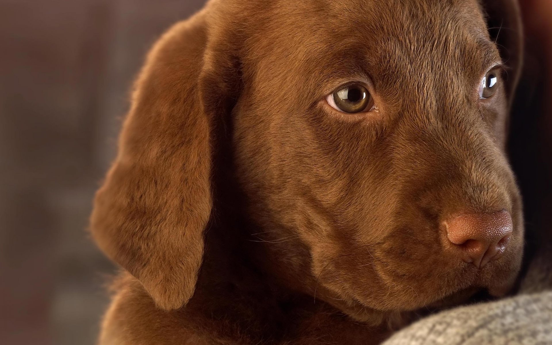 puppy dog labrador chocolate