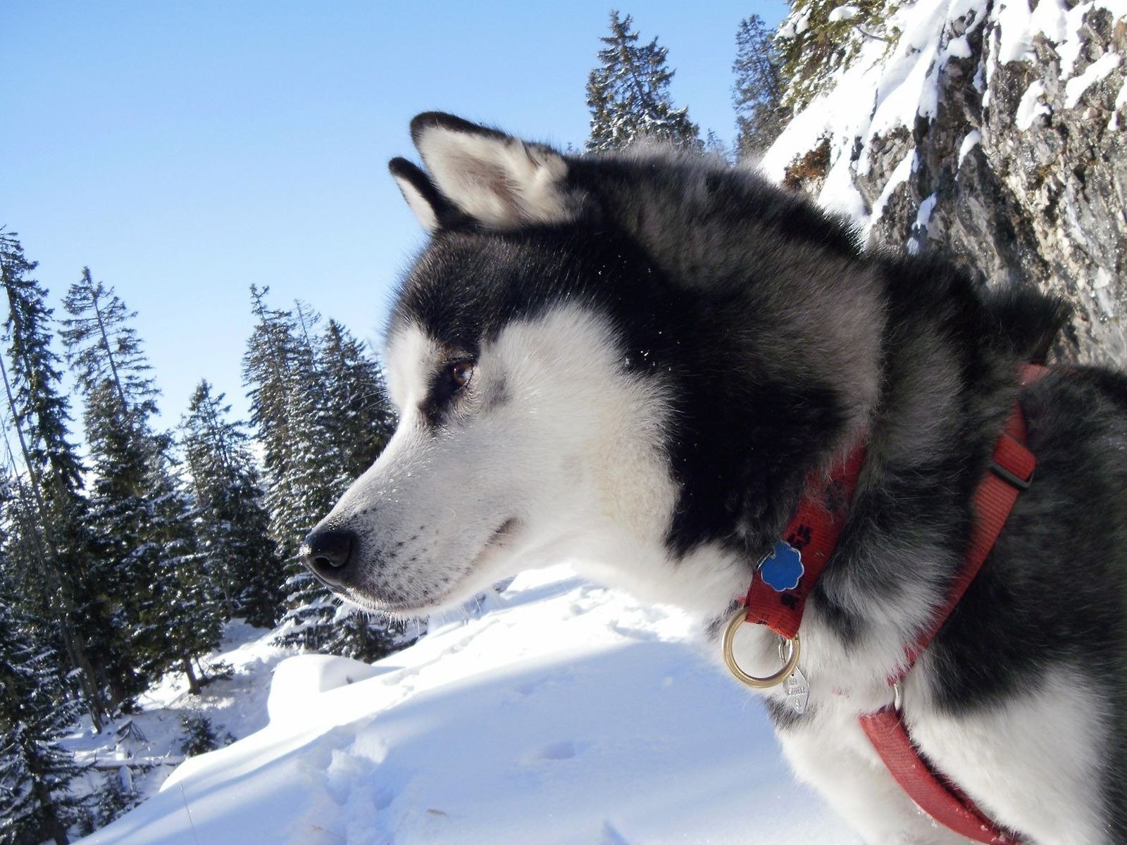 huskies kragen schnee