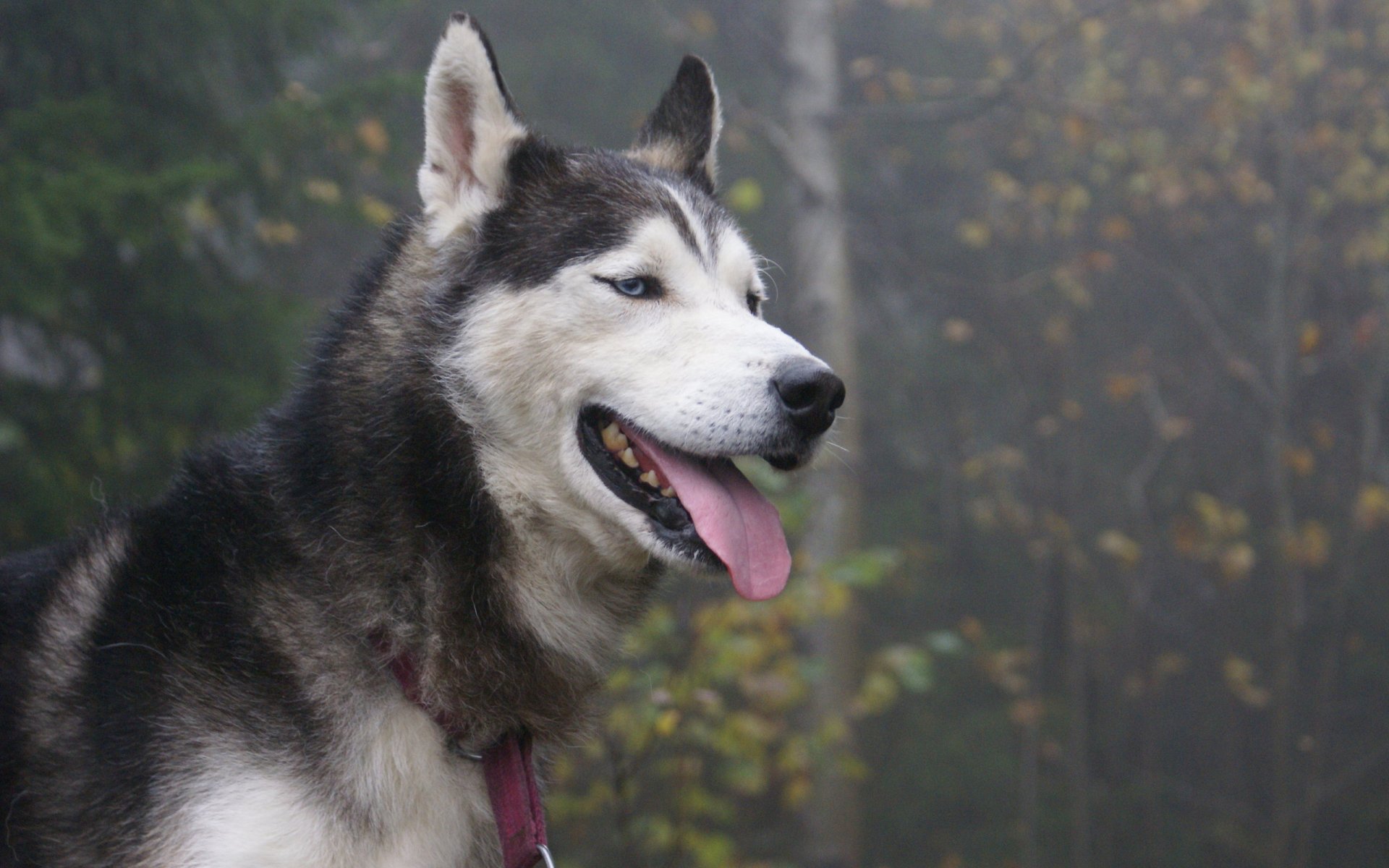 husky siberiano cane lingua