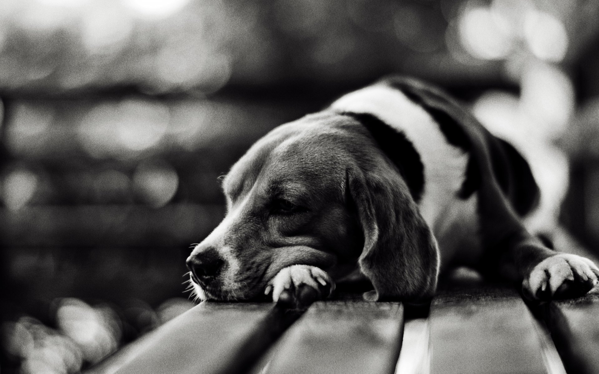 chien chien ami tristesse museau nez se trouve banc photo noir blanc image fond fond d écran