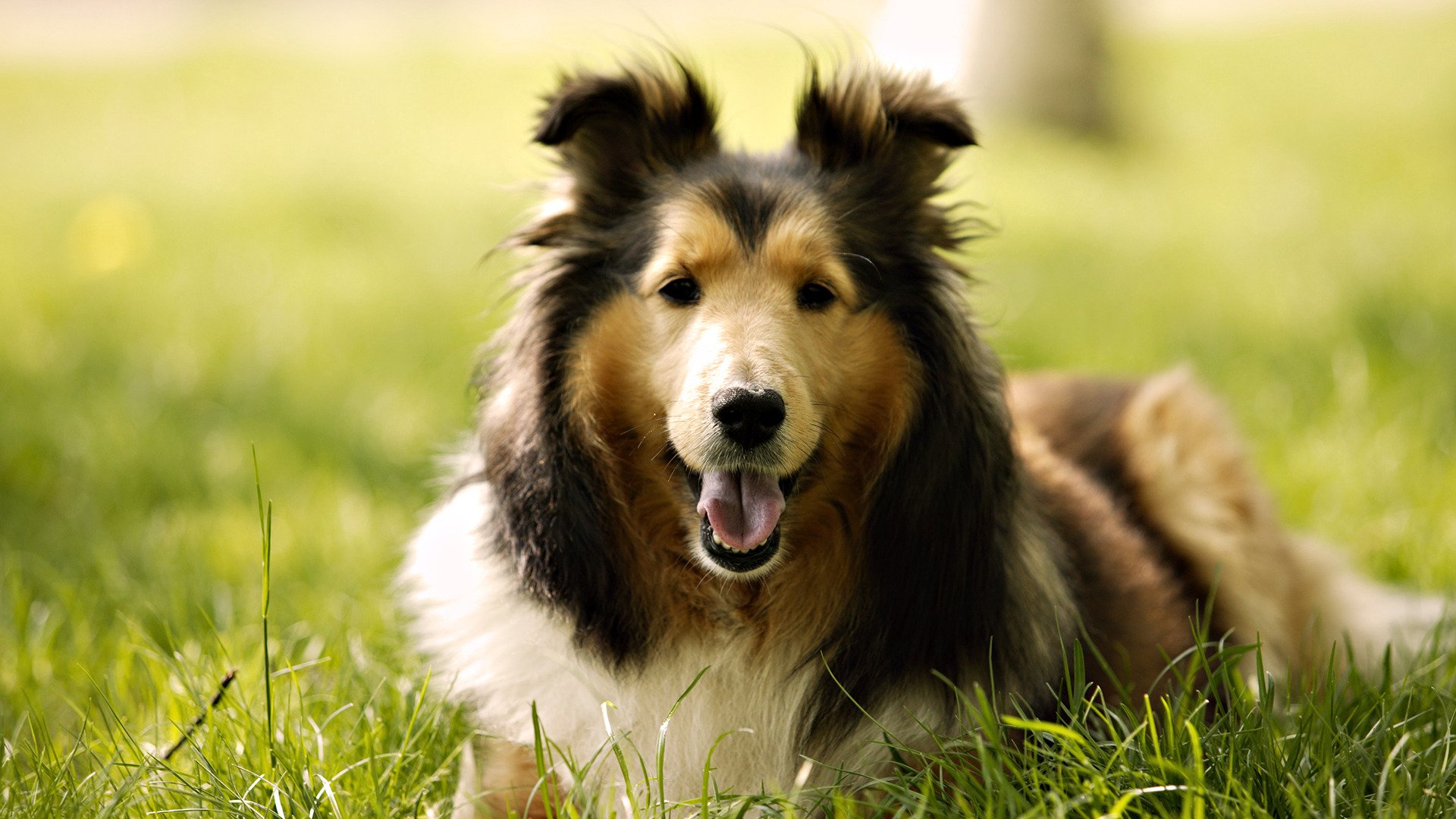 hierba perro raza collie