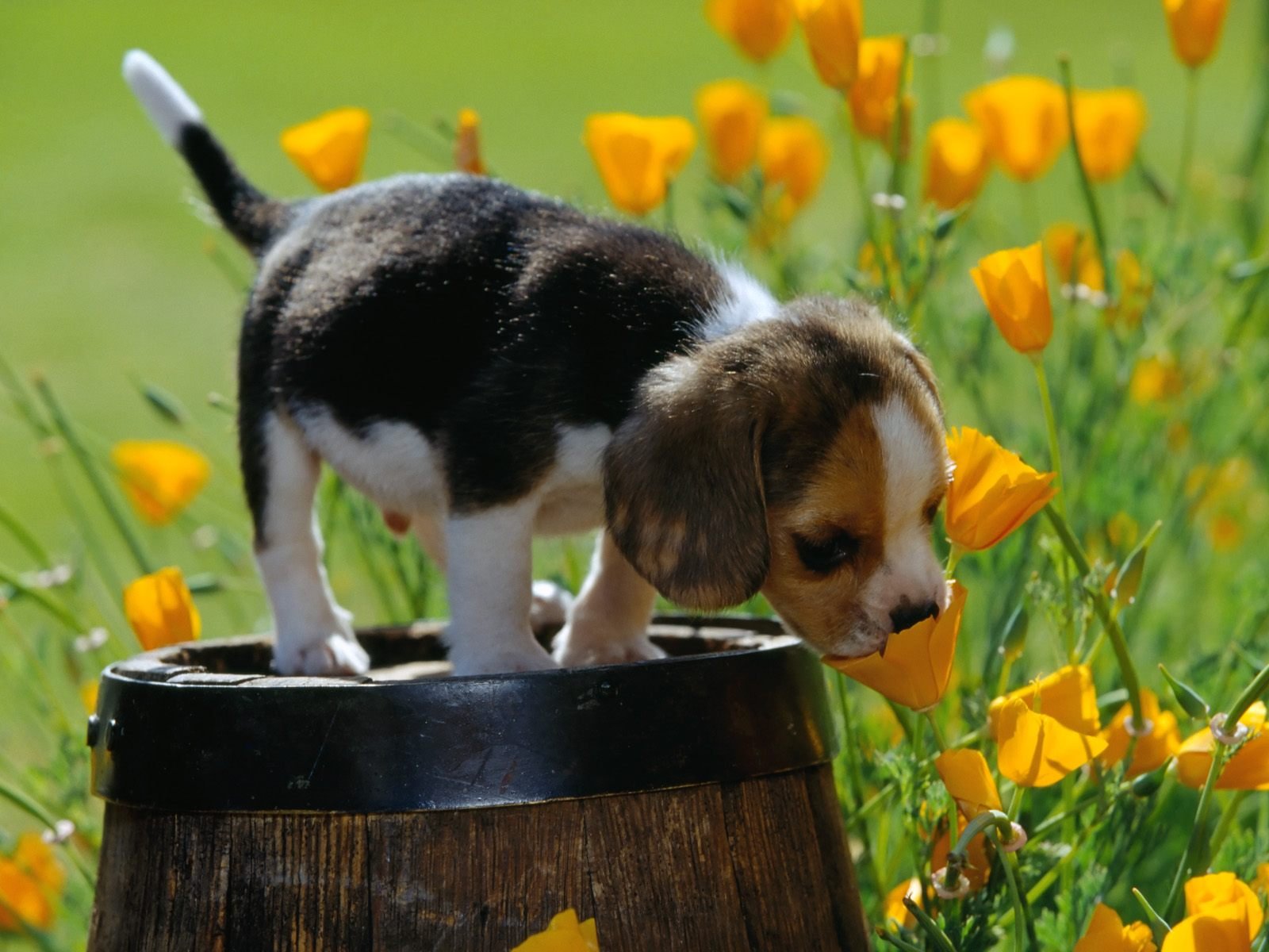 cachorro barril flores