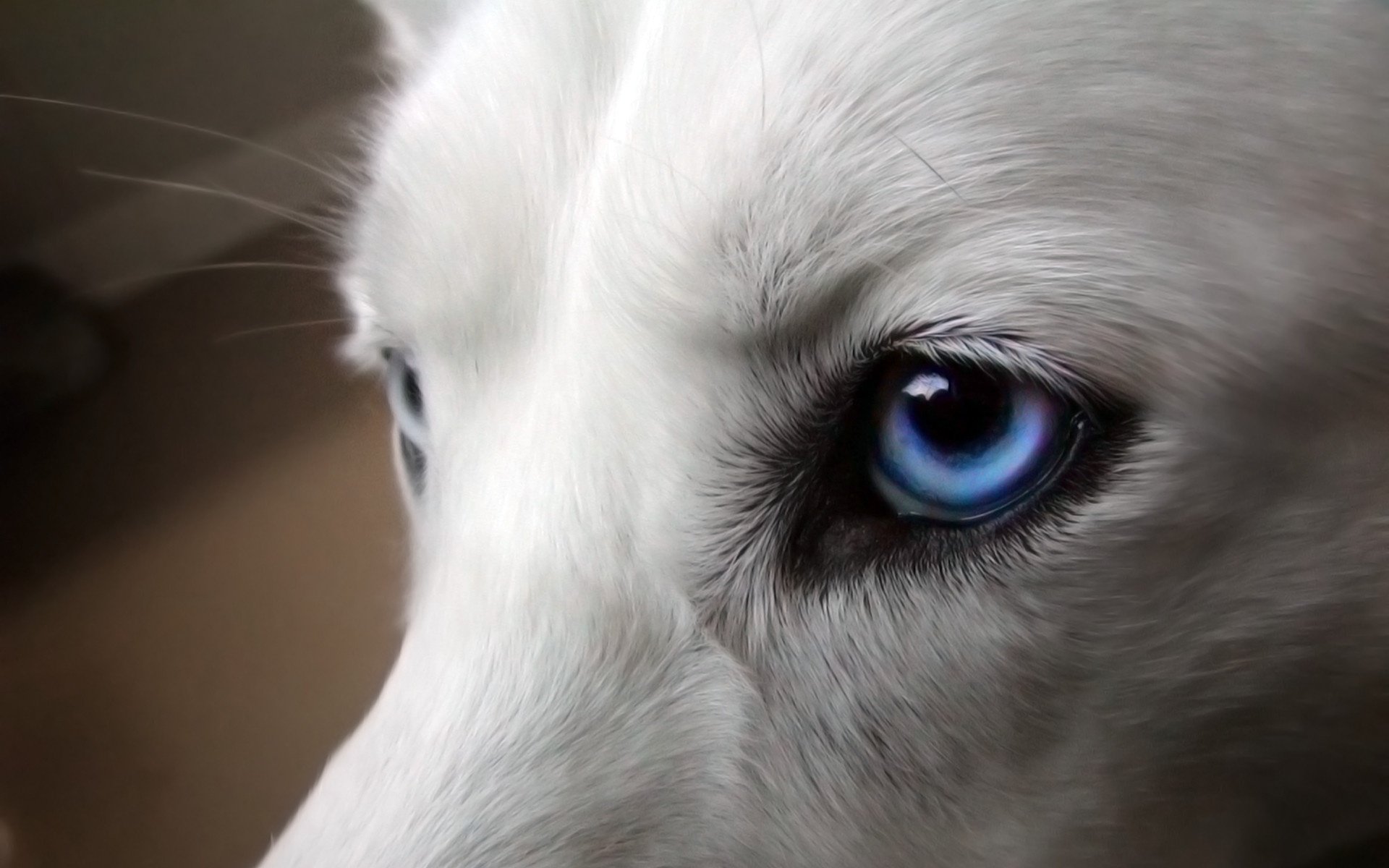 chien blanc bleu yeux