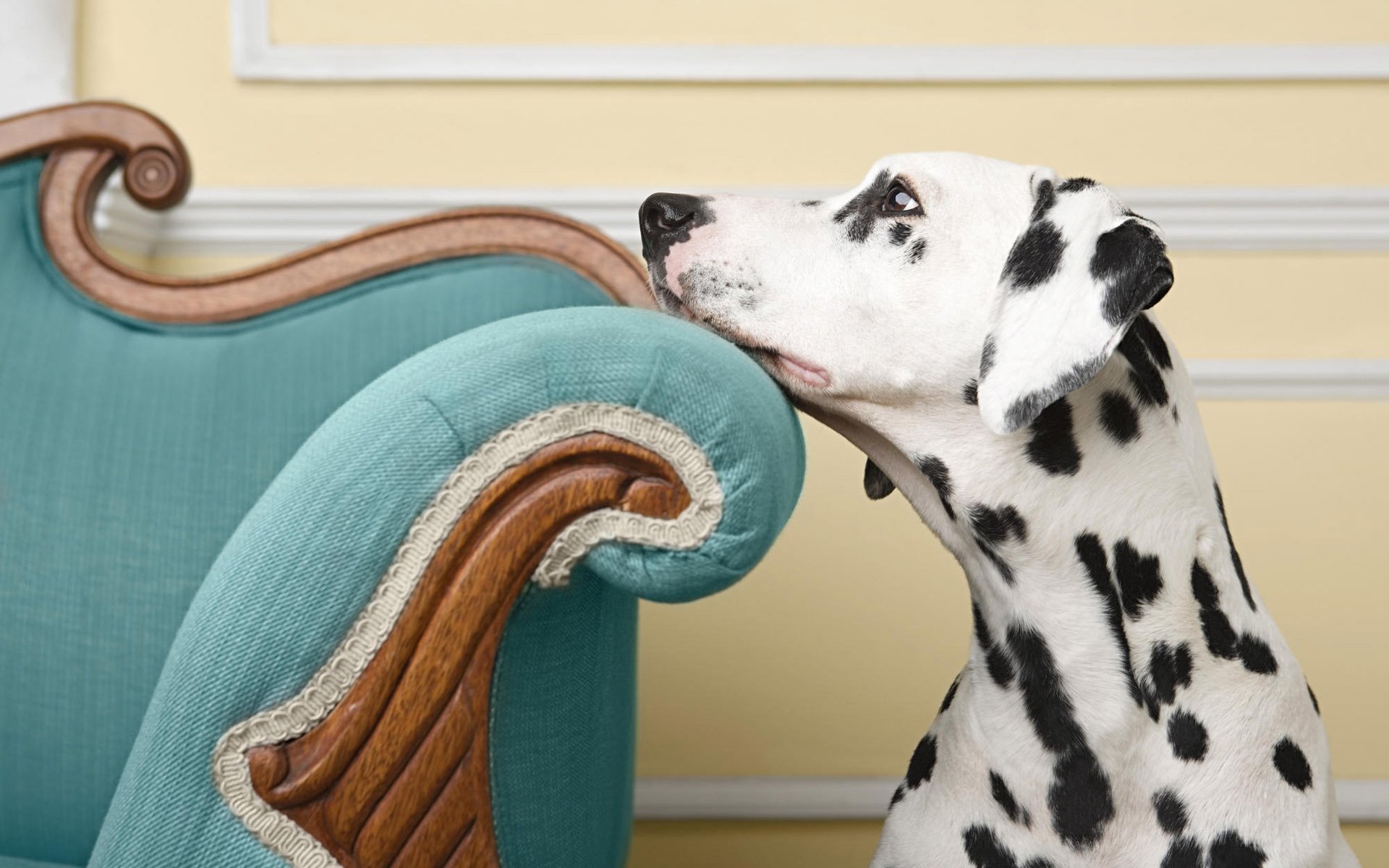 chien chien dalmatien fauteuil vue