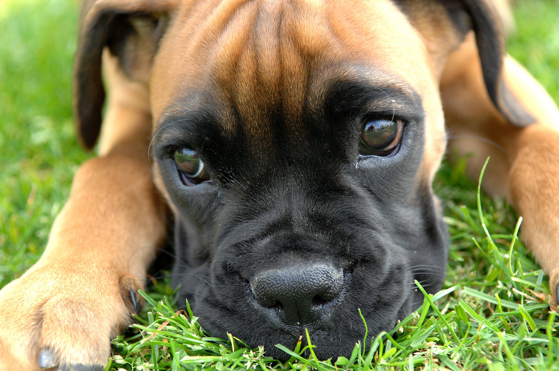 boxer puppy small eyes watches bow feet grass reflection photo