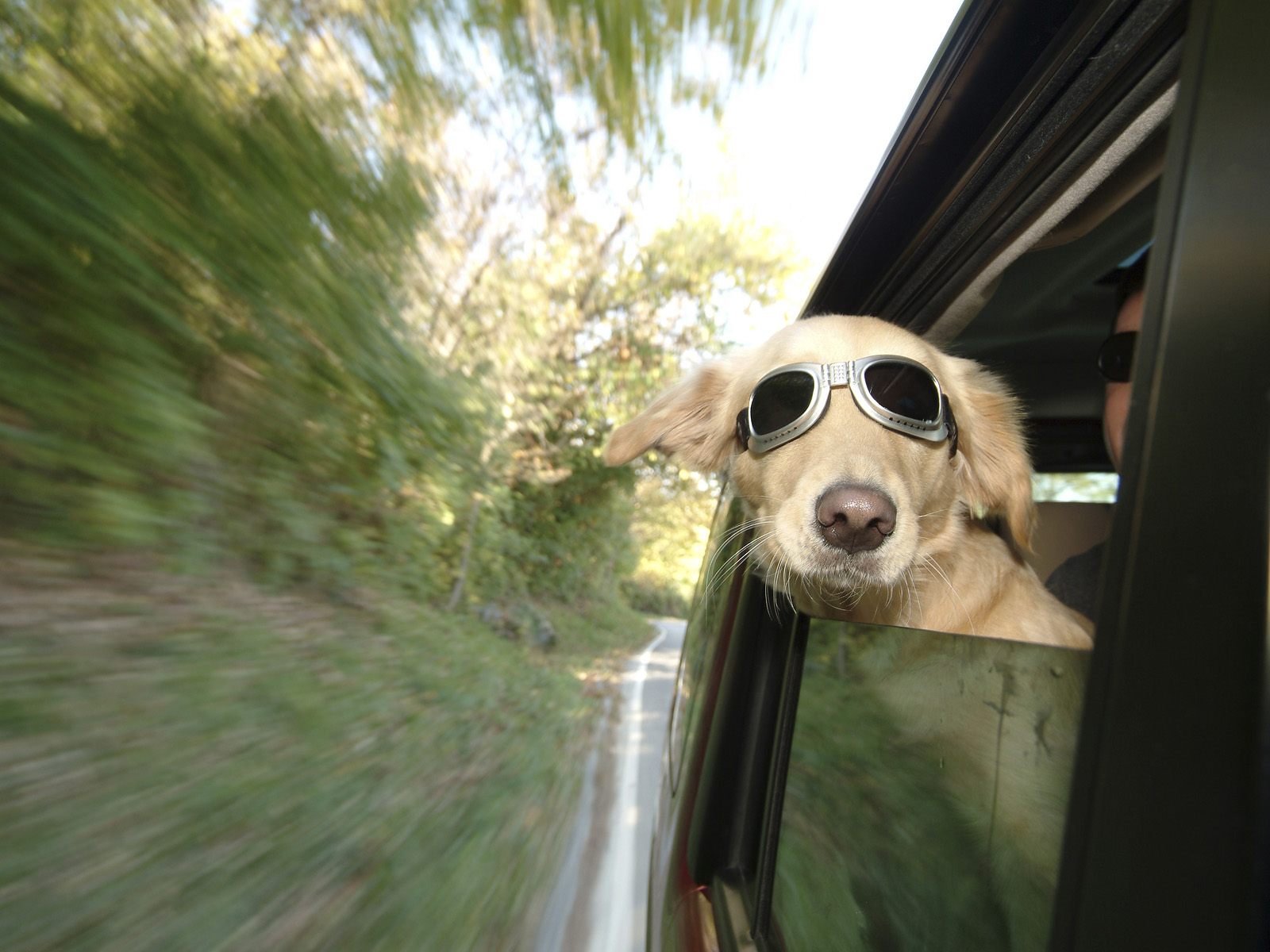 route voiture nature