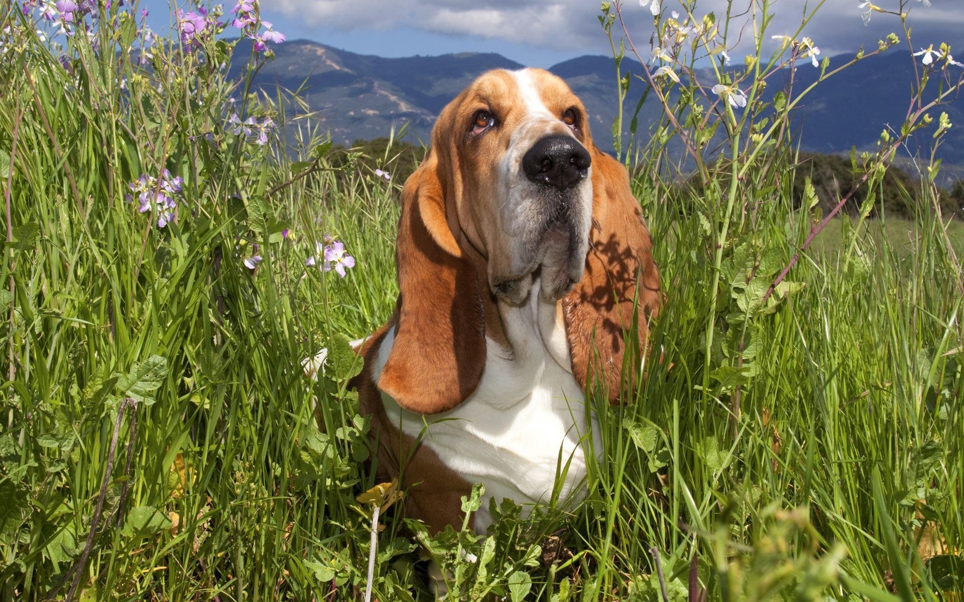 basset trawa kwiaty