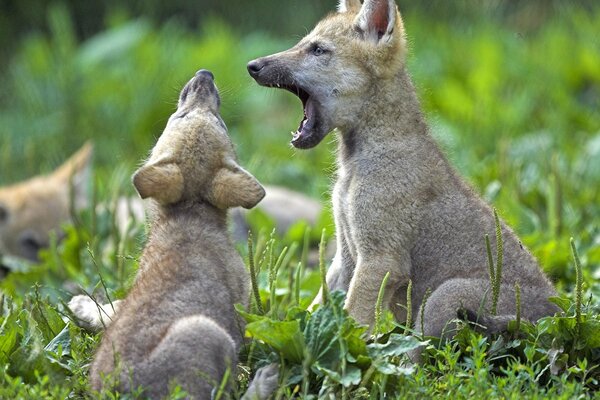 Un montón de pequeños lobos jugando en la hierba