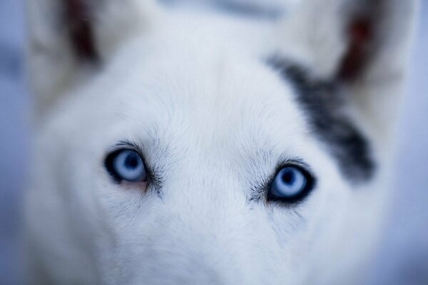 La mirada de Husky con ojos azules