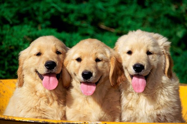 Trois chiots joyeux assis dans un bateau