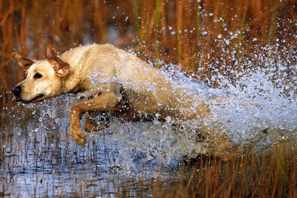 Chien blanc sautant dans la rivière