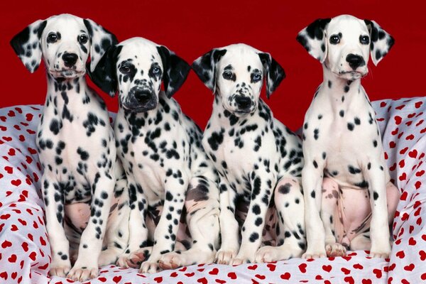 Cachorros dálmatas en una manta con corazones rojos