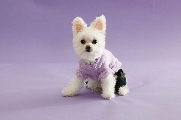 Cute dog in funny clothes