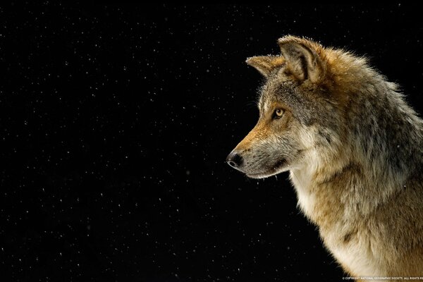 Profil de loup sur fond noir