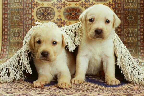 Two white puppies hid under a blanket