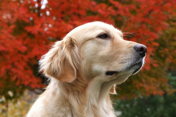 Perro beige en el fondo de las secuoyas de otoño