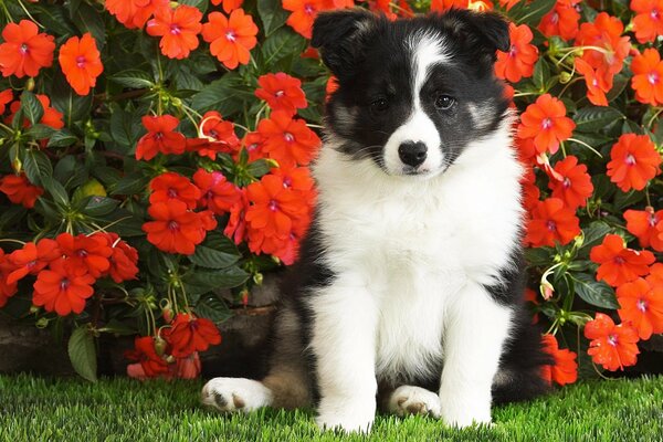 Perro blanco y negro rodeado de flores rojas