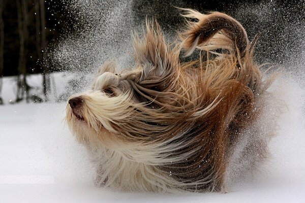 Cane su una passeggiata invernale coperto di neve