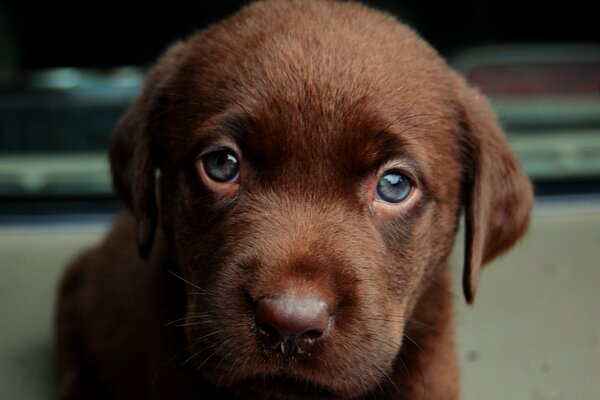 Cachorro marrón con ojos tristes