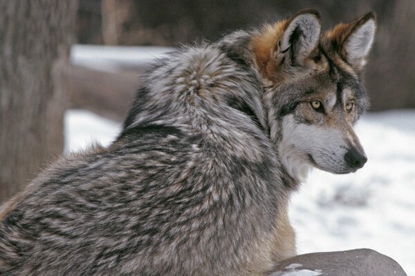 Le loup se repose après une lourde chasse