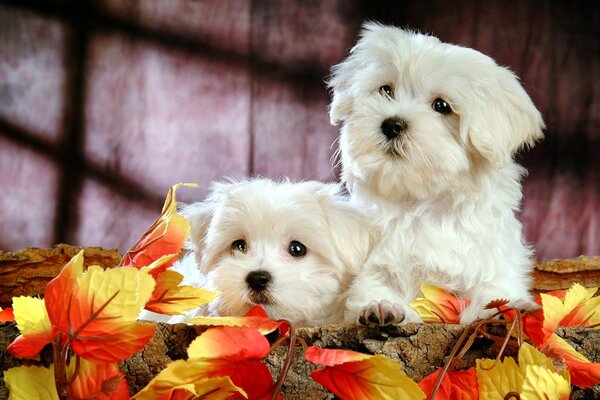 Chiots mignons à la séance photo d automne