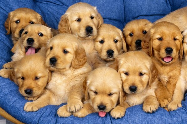 Chiots Labrador jaunes sur une couverture bleue