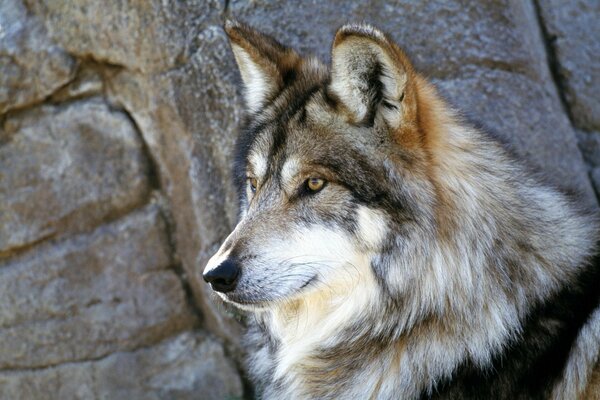 Grauer Wolf sucht nach Beute