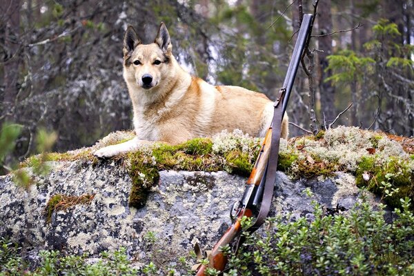 Chien et fusil de chasse dans la forêt