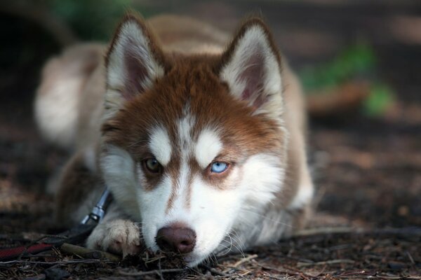 Mysteriöser Husky-Look mit unterschiedlicher Augenfarbe