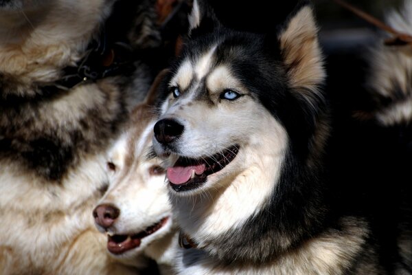 A flock of blue-eyed huskies look into the distance