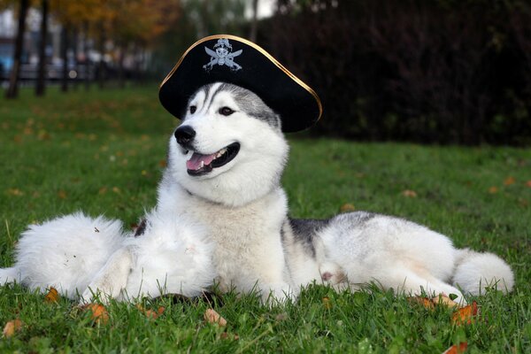 Un Husky con un sombrero pirata yace en el césped