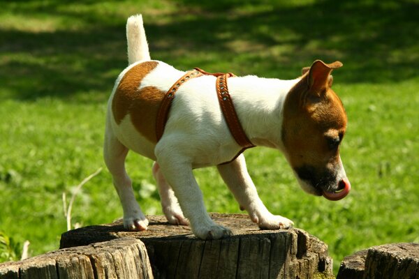 Jack Russell salta sobre los tocones