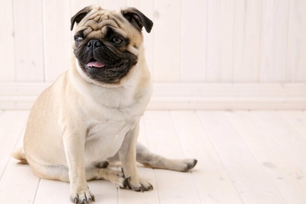 A sitting pug with an open mouth